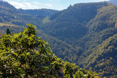 Ağaçlar ve ormanlar arka plandaki dağları kapladı. Karbon net sıfır veya karbon nötr konsept fotoğraf.