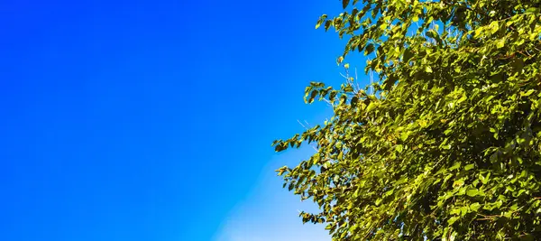 Ağaç ve açık gökyüzü. Karbon net sıfır konsept afiş fotoğrafı.