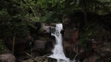 Ormanda küçük bir şelale. Ormandaki kayaların üzerinde akan su. Doğa arkaplan videosu.