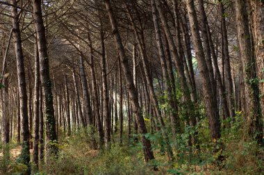 Çam ağacı ormanı içeriden görünüyor. Sonbahar ya da sonbahar konsepti. Karbon net sıfır arkaplan konsept fotoğrafı.