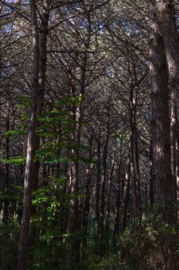 Gündüz karamsar çam ormanı manzarası. Yemyeşil çam ormanı dikey fotoğrafı.