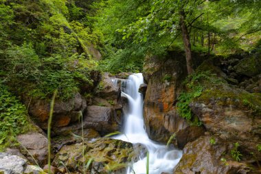 Yeşillik ormanda küçük bir şelale. Ormandaki derenin manzarası. Suda hareket bulanıklığı.