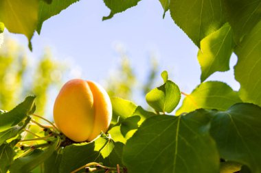 Ripe apricot on the tree in summer. Malatya apricots background photo. clipart