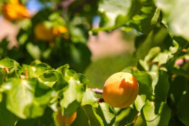 Ripe apricots on the tree. Vegan foods concept photo. clipart