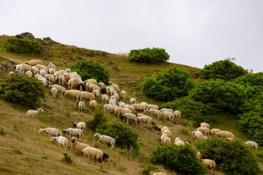 Tepelerde otlayan koyun sürüsü. Tarım konsepti arkaplan fotoğrafı.