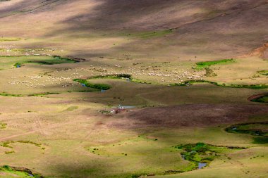Bir koyun sürüsü yazın daha vahşi bir şekilde dağlarda otluyor. Ordu, Türkiye 'de Persembe Yaylasi veya Persembe Platosu.