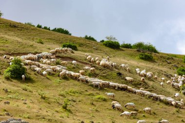 Tepelerde otlayan bir koyun sürüsü. Tarım konsepti fotoğrafı.