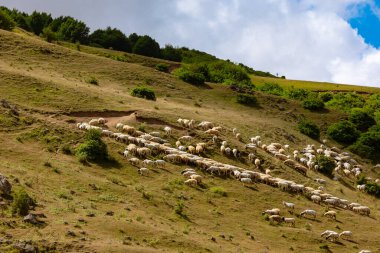 Tarım konsepti fotoğrafı. Tepelerde otlayan bir koyun sürüsü. Tarla fotoğrafı..