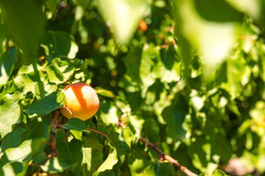 Ripe apricot on the tree in focus. Agriculture concept photo. Selective focus. clipart