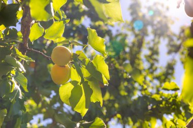 Ağaçta güneş ışığıyla olgunlaşmış kayısılar. Yazın kayısı bahçesi. Vegan Gıda.