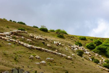 Tepelerde bulutlu gökyüzü olan koyun sürüsü. Dağlık arazide otlayan koyunlar.
