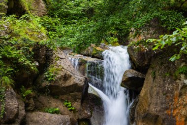 Yeşillik ormanda küçük bir şelale. Peyzaj ya da doğa arkaplan fotoğrafı.
