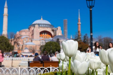 Beyaz laleli ve turistli Ayasofya. İstanbul konsept fotoğrafını ziyaret edin. İstanbul Türkiye - 3.29.2024