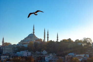 Süleyman Camii ve bir martı. İstanbul konsept fotoğrafını ziyaret edin. Ramazan veya İslami arkaplan fotoğrafı.