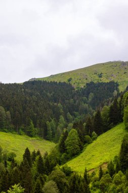 Orman ve çayır yazın tepeleri kapladı. Manzara arkaplan fotoğrafı.