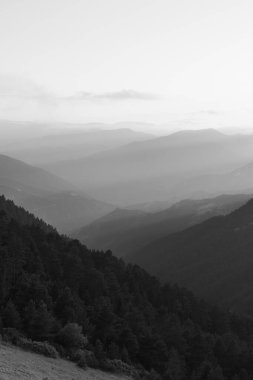 Orman sisli ve güneş ışınlarıyla kaplıydı. Siyah beyaz manzara fotoğrafı..