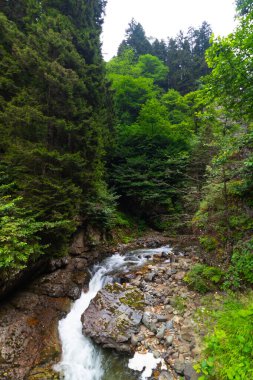 Yazın dereyle birlikte ormanın manzarası. Trabzon 'daki Altindere Vadisi Milli Parkı.
