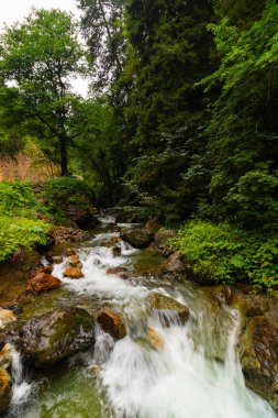 Yazın ormanda kayaların üzerinden akan bir dere. Türkiye 'nin Karadeniz ormanları.