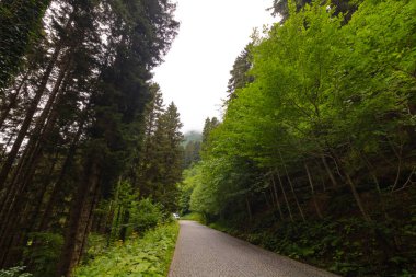 Ormanda uzun ağaçlar ve yazın bulutlu gökyüzü olan bir yol. Orman manzarası.