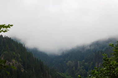 Huysuz bir manzara. Yazın ormanı olan sisli dağlar. Türkiye 'nin Karadeniz ormanları.