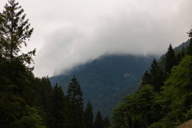Sisli ormanlarla kaplı dağlarla ve çam ağaçlarıyla karamsar manzara fotoğrafı..
