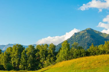 Kırsal arka plan. Gün batımında arka planda çayır ve dağlar olan bir orman..