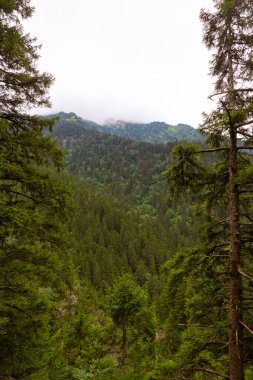 Orman sisli dağlarla kaplı ormandaki çam ağaçları arasında..
