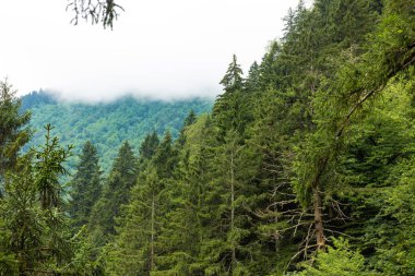 Arka planda sisli dağlar olan bir orman. Yazın ormanın manzarası..
