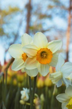 Narcissus veya nergis. Bahar çiçeği konsepti arkaplan fotoğrafı.