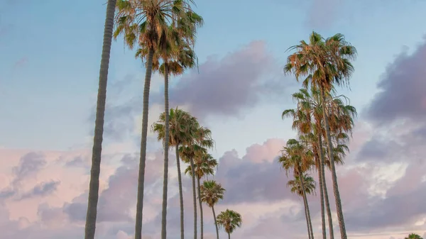 Panorama Puffy Clouds Sunset Columnar Palm Trees Asphalt Road Jolla — Stock Photo, Image