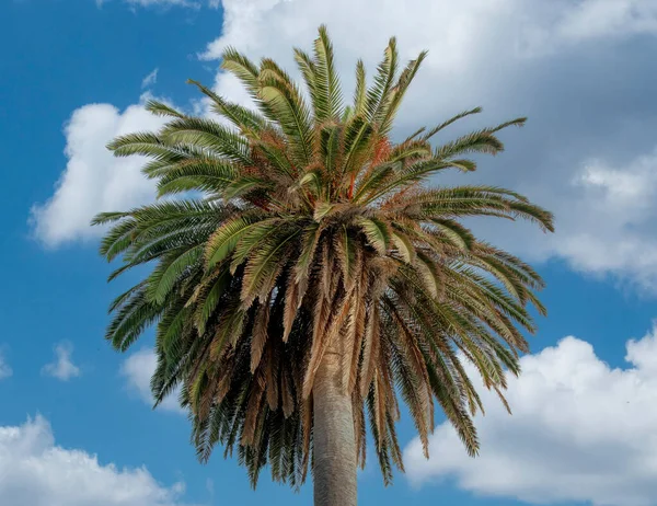 Panorama Białe Chmury Puffy Palm Tree Low Angle View Jolla — Zdjęcie stockowe