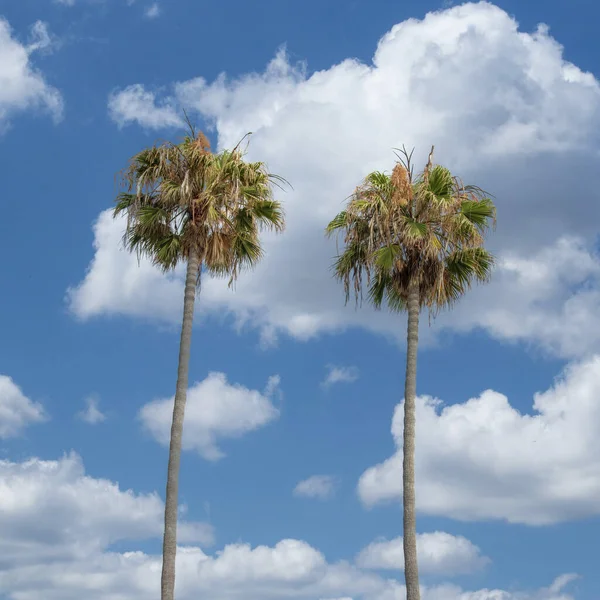 Τετράγωνα Άσπρα Φουσκωτά Σύννεφα Δύο Ψηλοί Φοίνικες Έξω Από Κτίριο — Φωτογραφία Αρχείου