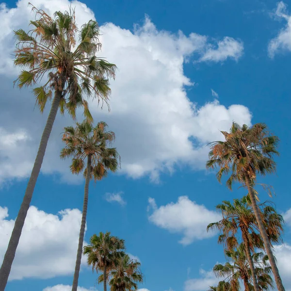 Square White Puffy Clouds Low Angle View Palm Trees Jolla — Stock Photo, Image