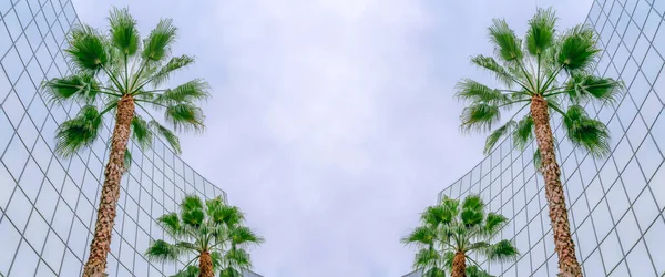 Αφηρημένο Καθρεφτιζόμενο Φόντο Δύο Φοίνικες Έξω Από Γυάλινο Κτίριο Στη — Φωτογραφία Αρχείου