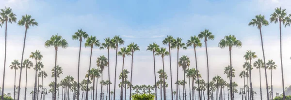 加利福尼亚圣克莱门特海滩附近的高大棕榈树 背景中海空相映成趣的棕榈树和灯柱 — 图库照片