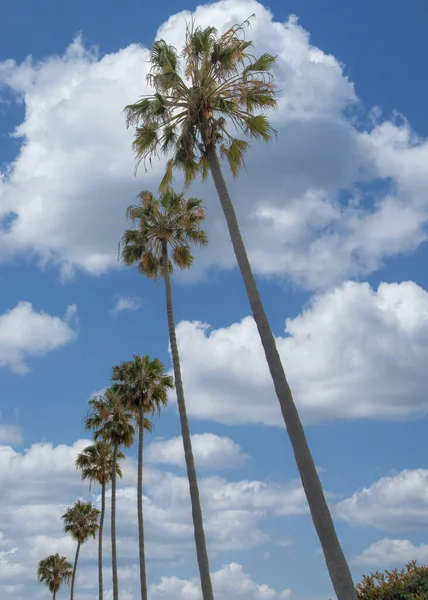 Vertical White Puffy Clouds Low Angle View Palm Trees Jolla — Stock Photo, Image