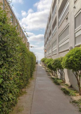 Kaliforniya, La Jolla 'da ağaç çalılarının ortasında dikey beyaz bulutlu beton yürüme yolu. Sağda sıra sıra çalılar var. Sol tarafta, betonun yanında sütun çalıları var.