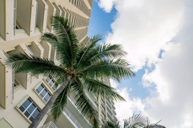 Miami, Florida 'da bir konut binasının duvarları arasındaki hindistan cevizi ağacının alçak açılı görüntüsü. Binanın dışında balkonlu bir ağaç ve bulutlu gökyüzünün altında bej renkli duvarlar var..