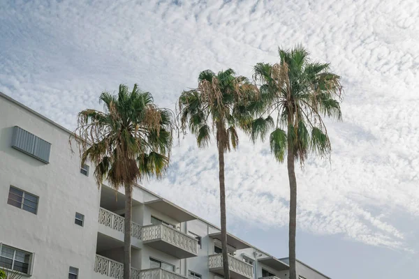 フロリダ州マイアミの正面にある3本のヤシの木に面したバルコニー付きの白い建物 背景の暗い曇り空の下の建物の低角度ビュー — ストック写真