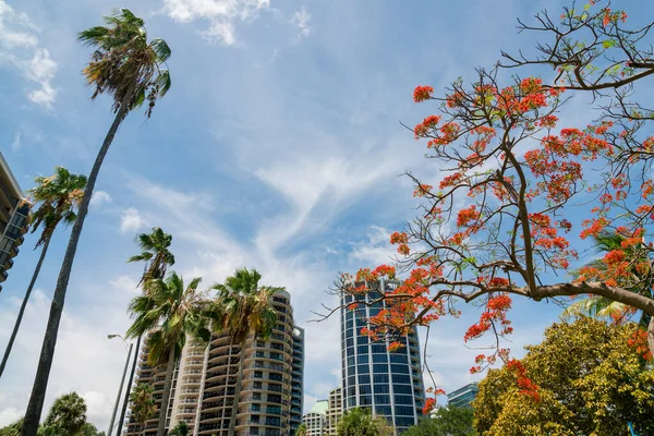 stock image Trees outside the condominium buildings against the sky in Miami, Florida. There is a flame tree branches on the right and palm trees on the left at the front.