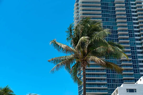 Kokosnoot Boom Tegen Het Uitzicht Blauwe Lucht Moderne Woongebouw Miami — Stockfoto