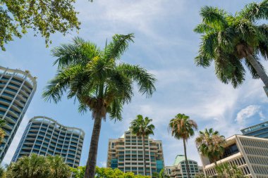 Miami, Florida 'daki modern çok katlı konut binalarının önündeki palmiye ağaçlarının manzarası. Arka planda ağaçların ve binaların alçak açılı görüntüsü.