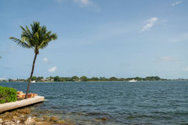 Florida 'daki mavi gökyüzü geçmişine karşı Miami körfezi kıyısı. Sahilde bir hindistan cevizi ağacı var ve karaya yakın bir yat manzarası var..