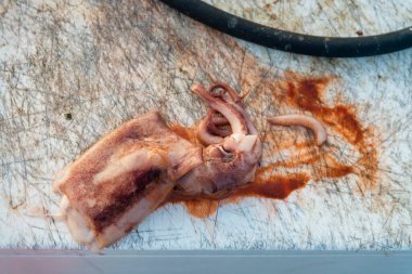Destin, Florida. İskelede ölü bir mürekkep balığının yakın çekimi. Kirli bir yüzeyde çiğ ölü mürekkep balığı ve mürekkep balığının lekelerinin yanında siyah kablo var..