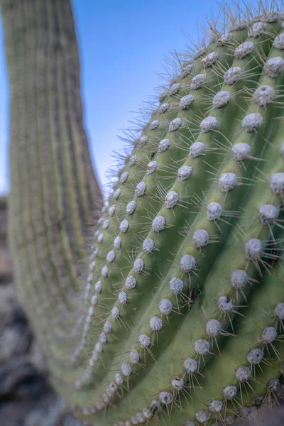 Close up of a curved arm of saguaro cactus in Sabino Canyon State Park- Tucson, Arizona. Selective focus of a part of a cactus against the sky.