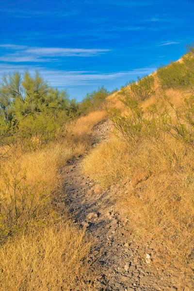 Narrow hiking trail in the middle of grasses on a mountain slope- Tucson, Arizona. Nature trail in the middle of golden grasses and green shrubs against the sky.