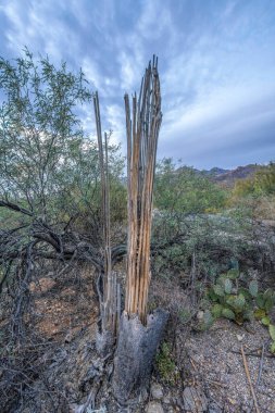 Tucson, Arizona 'daki Sabino Canyon Eyalet Parkı' nda yanmış bir ağacın yanında ölü kaktüs. Ölü bir kaktüs, dikenli armut kaktüsü ve bulutlu gökyüzüne karşı yanmış bir ağaç..