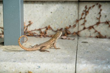 Beton kaldırımda kıvırcık kuyruklu kertenkele. Miami, Florida 'ya yakın çekim. Soldaki gri sütunun yakınındaki kertenkelenin seçici odak noktası kahverengi asmalı beton duvar..