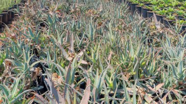 Panorama Beyaz Kabarık Bulutlu Aloe bitkileri çeşitli süs bitkilerinin ortasındaki yapraklarda mor kenarlı. Arka planda saksıda saksıda duran uzun çiçeklere karşı yürüme yolları olan saksılar..