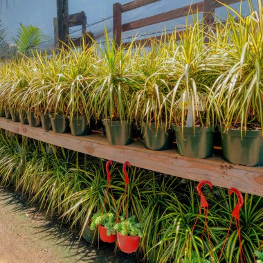 Kare beyaz kabarık bulutlar sağdaki toprak patika boyunca uzanan ahşap bir askıya drakena bitkileri yerleştirdi. Sol taraftaki tencerede sedum eşeğin kuyruğu sulu ve arka taraftaki siyah ağ duvarı var..